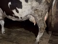Kuh, Russian Black pied cattle — Foto 6