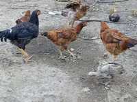 Chickens — foto 1