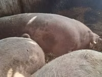 Boar — photo 2