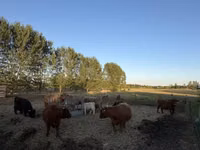بقرة, Highland — الصورة 6