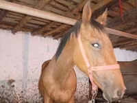 घोड़ा, Manipuri pony — फ़ोटो 4