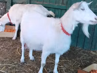 Ziege, Saanen goat — Foto 3