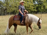 घोड़ा, Quarter Horse — फ़ोटो 8