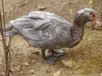 Ducks — photo 1