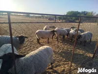 Schaf, White Suffolk sheep — Foto 5
