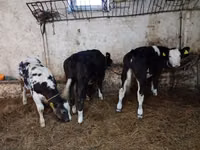 Cow, Cattle — photo 6