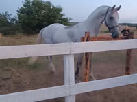 Horse (M), Horses — photo 5