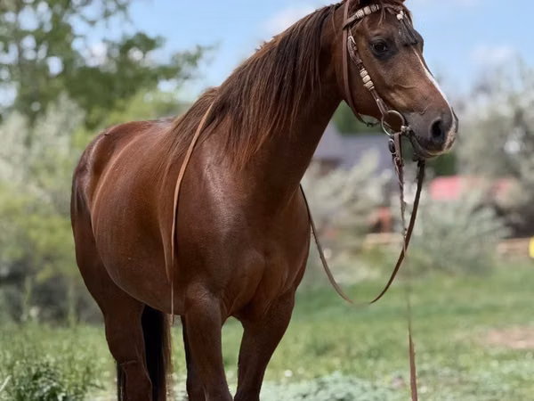Stute, Quarter Horse