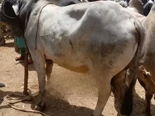 Cow, Cattle
