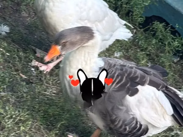 Гуси
