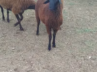 Schafe (Partie, Geschlecht nicht angegeben), Karabakh sheep — Foto 4