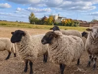 Ram, Suffolk sheep — photo 1