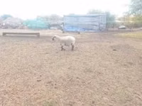 كبش, Shroshire sheep — الصورة 3