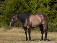 घोड़ा, Quarter Horse — फ़ोटो 2
