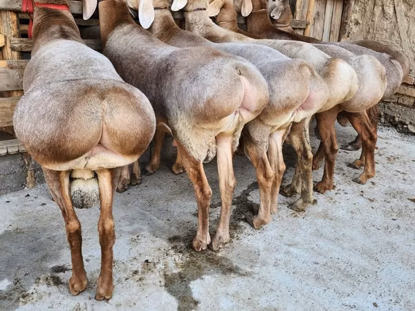मेढ़ा, Hissar sheep