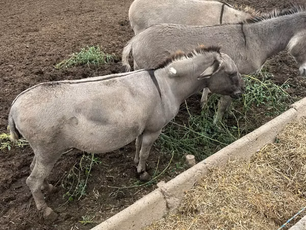 घोड़ी, घोड़े