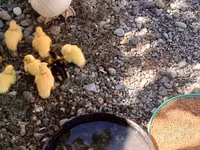Ducks — الصورة 2