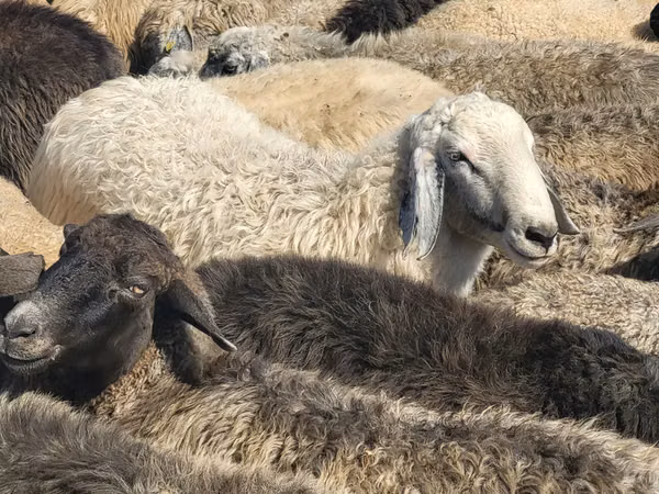 Ram, Sheep