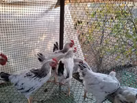Chickens — फ़ोटो 2
