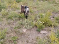 Sheep (batch, sex not specified), Sheep — photo 3