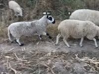 Carnero, Cerry Hill sheep — foto 1