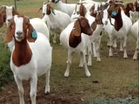 Goats (batch, sex not specified), Boer goat — photo 5