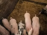Schweine (Partie, Geschlecht nicht angegeben), Schweine — Foto 6