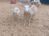 Sheep, Sheep — photo 1