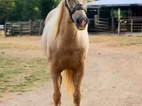 Hengst, Quarter Horse — Foto 7