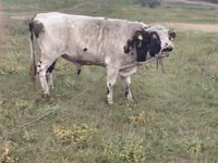 Bulle, Simmental cattle — Foto 3