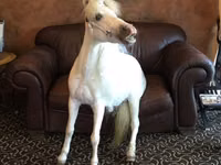 Yegua, Miniature horse — foto 3