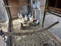 Dutch Bantam — photo 5