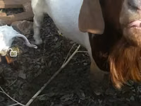 Cabras (lote, sexo no especificado), Boer goat — foto 5