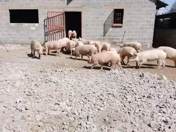 Pigs (batch, sex not specified),  — Ghana