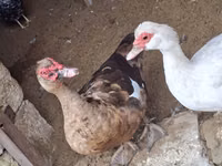Ducks — 照片 3