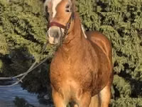 Horse (M), Haflinger — photo 3