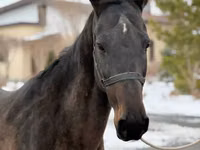母马, Akhal-Teke — 照片 5