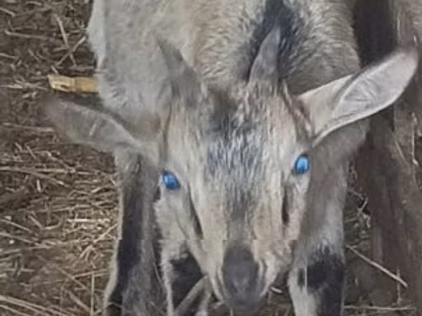 Goats (batch, sex not specified), Goats