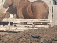 Stute, Kazakh horse — Foto 2