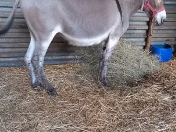 Horse (M), Horses