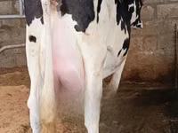 Vaca, Raza Holstein — foto 2