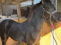 公马, Friesian — 照片 1