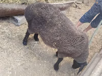 Sheep, Saryarka sheep — photo 4