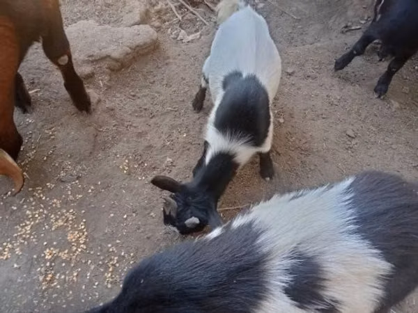 Goat, Goats