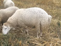 Ram, Bardhoka sheep — photo 4