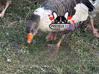 Geese — 照片 3