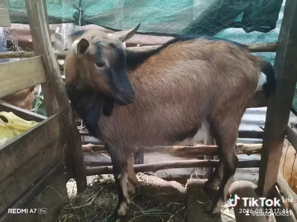 Billy Goat, Alpine goat