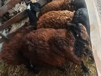 Ram, Sheep — photo 4