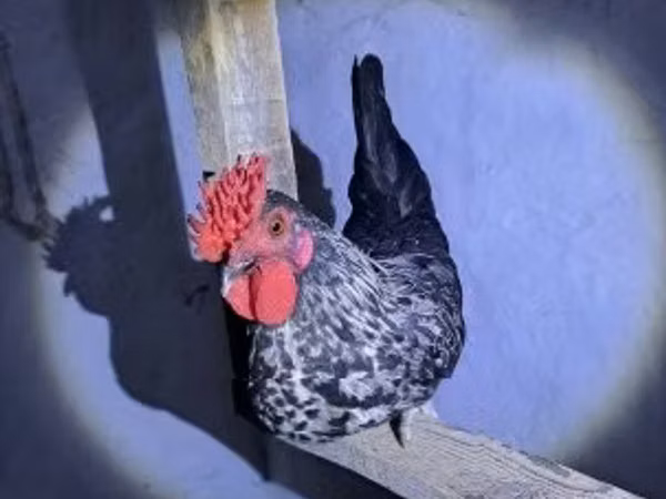 gallina danesa