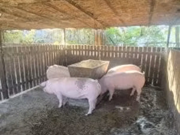 मादा सूअर, सूअर